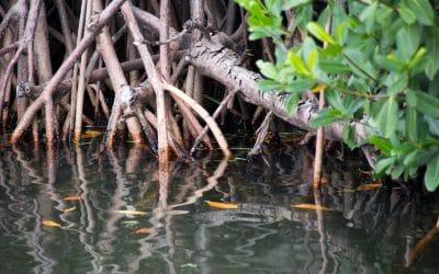 Quel legame improbabile tra Mangrovio e la pandemia